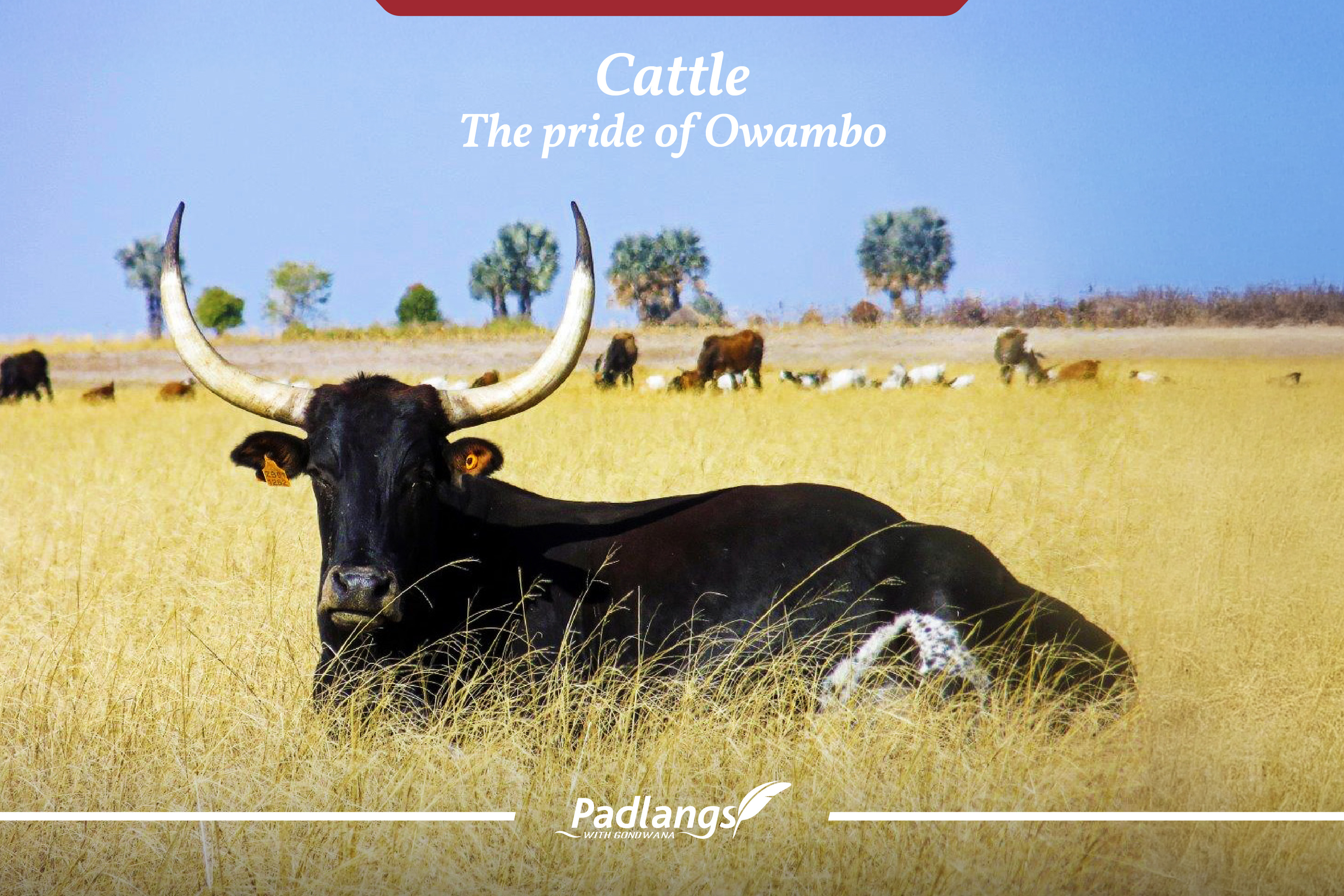 Cattle The Pride Of The Owambo cattle-the-pride-of-the-owambo